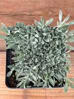 Antennaria dioica ‘Rubra’ (Red Pussytoes)