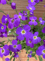 Aubrieta 'Whitewell Gem'