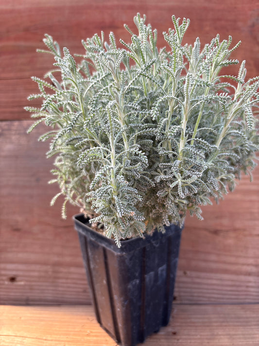 Santolina chamaecyparissus (Lavender cotton)