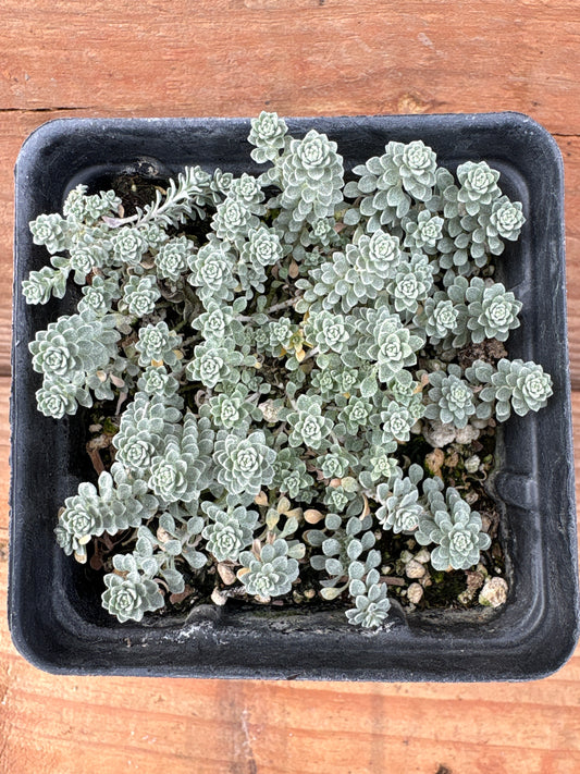 Alyssum oxycarpum