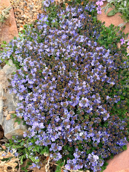 Veronica 'Underworld'