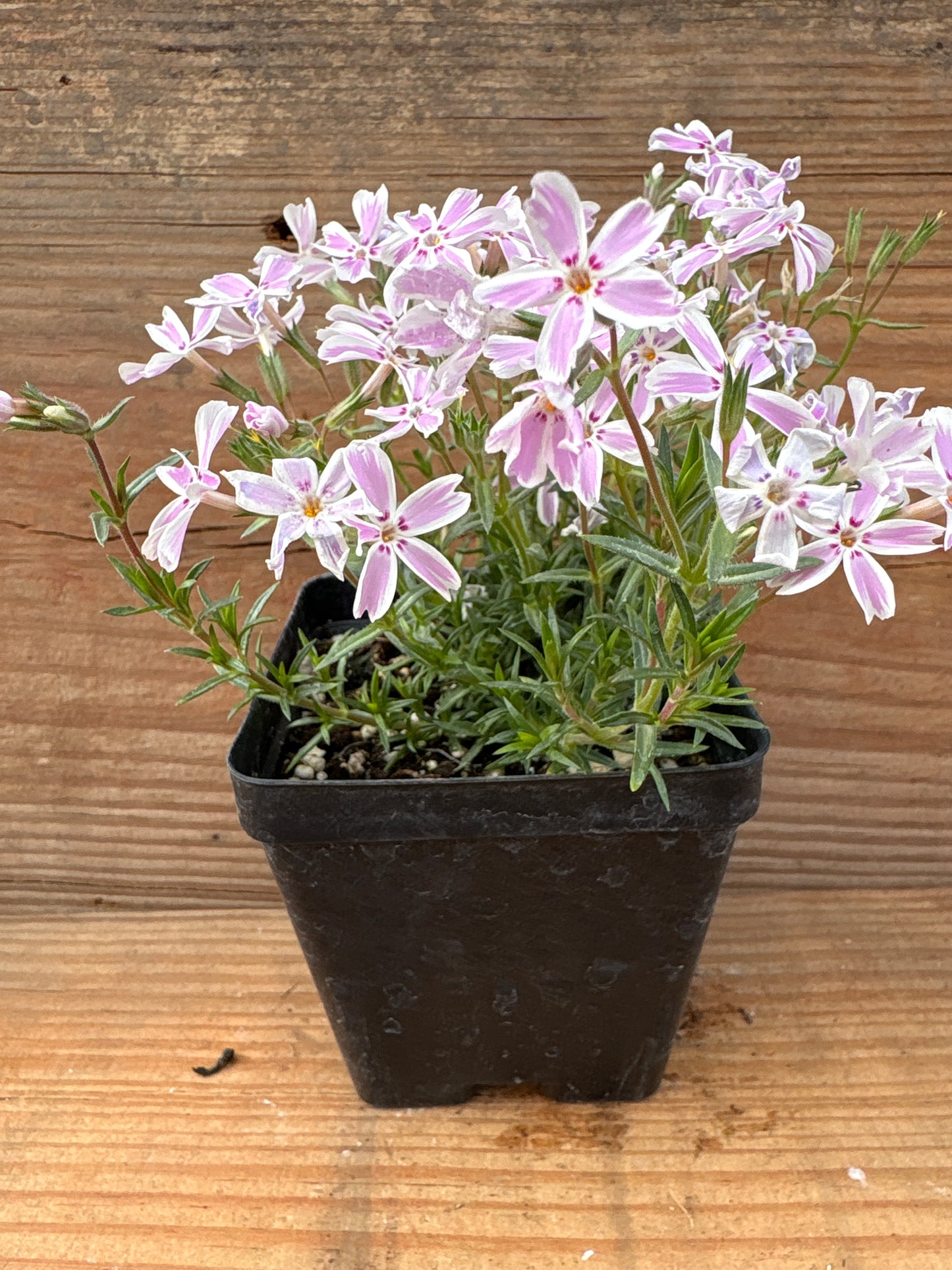 Phlox subulata ‘Candy Stripe’