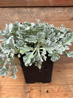 Artemisia stelleriana ‘Silver Brocade’