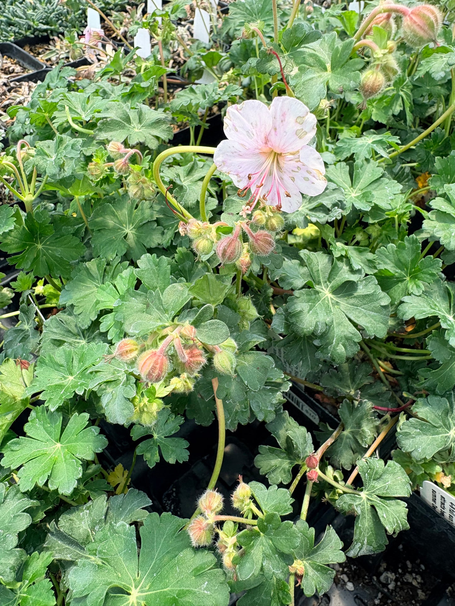 Geranium x Cantabrigiense 'Biokovo'