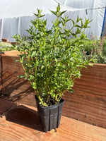 Agastache cana Double Bubblemint