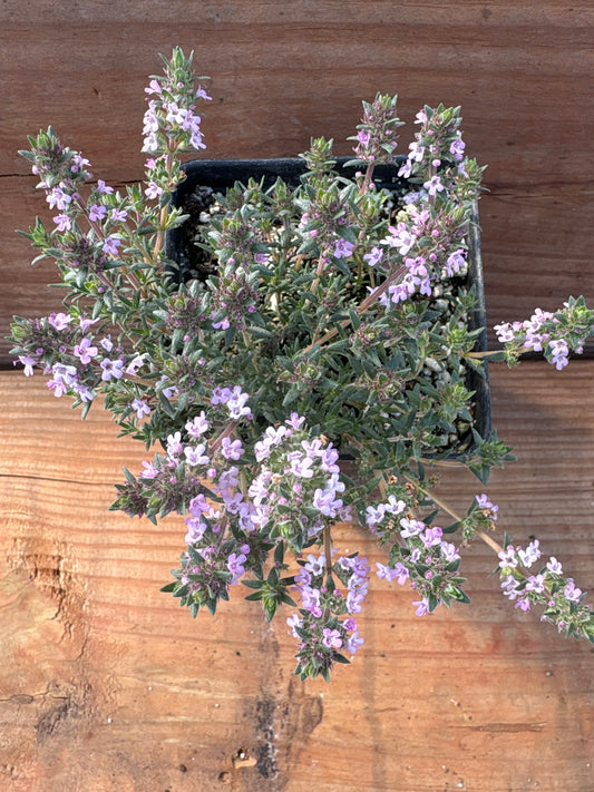 Thymus richardii var. davisii