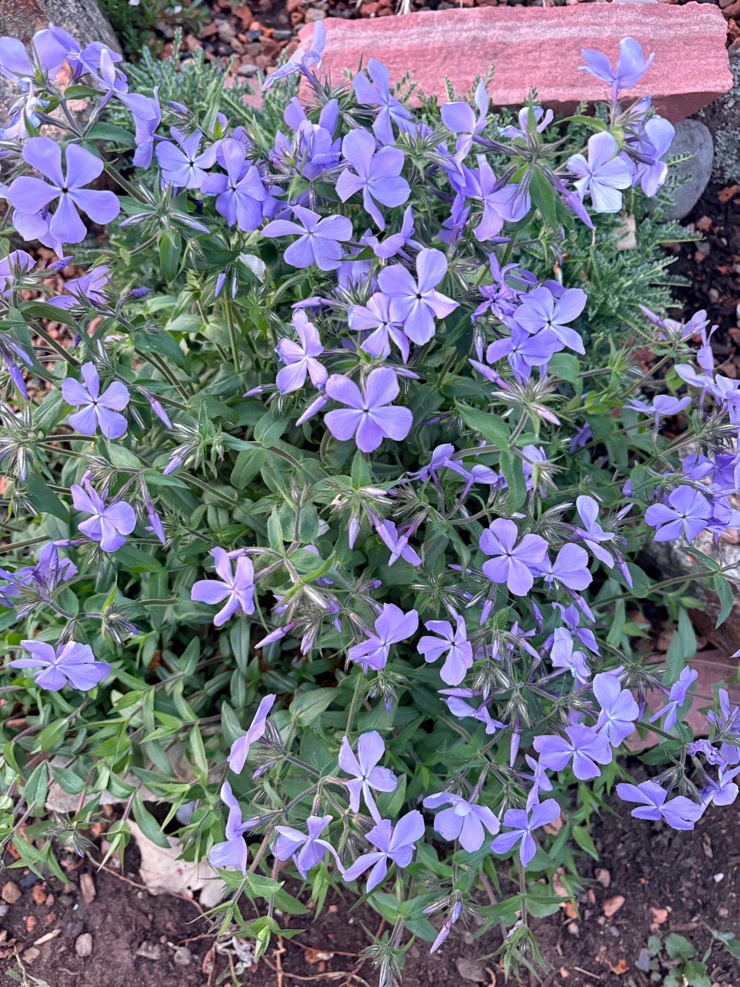 Phlox divaricata ssp. laphamii ‘Chattahoochee’