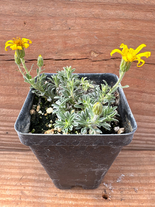 Heterotheca jonesii