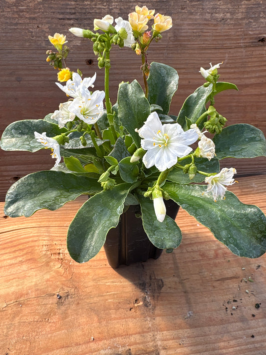 Lewisia cotyledon 'Elise'