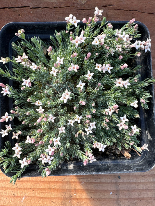 Asperula boissieri-Woodruff