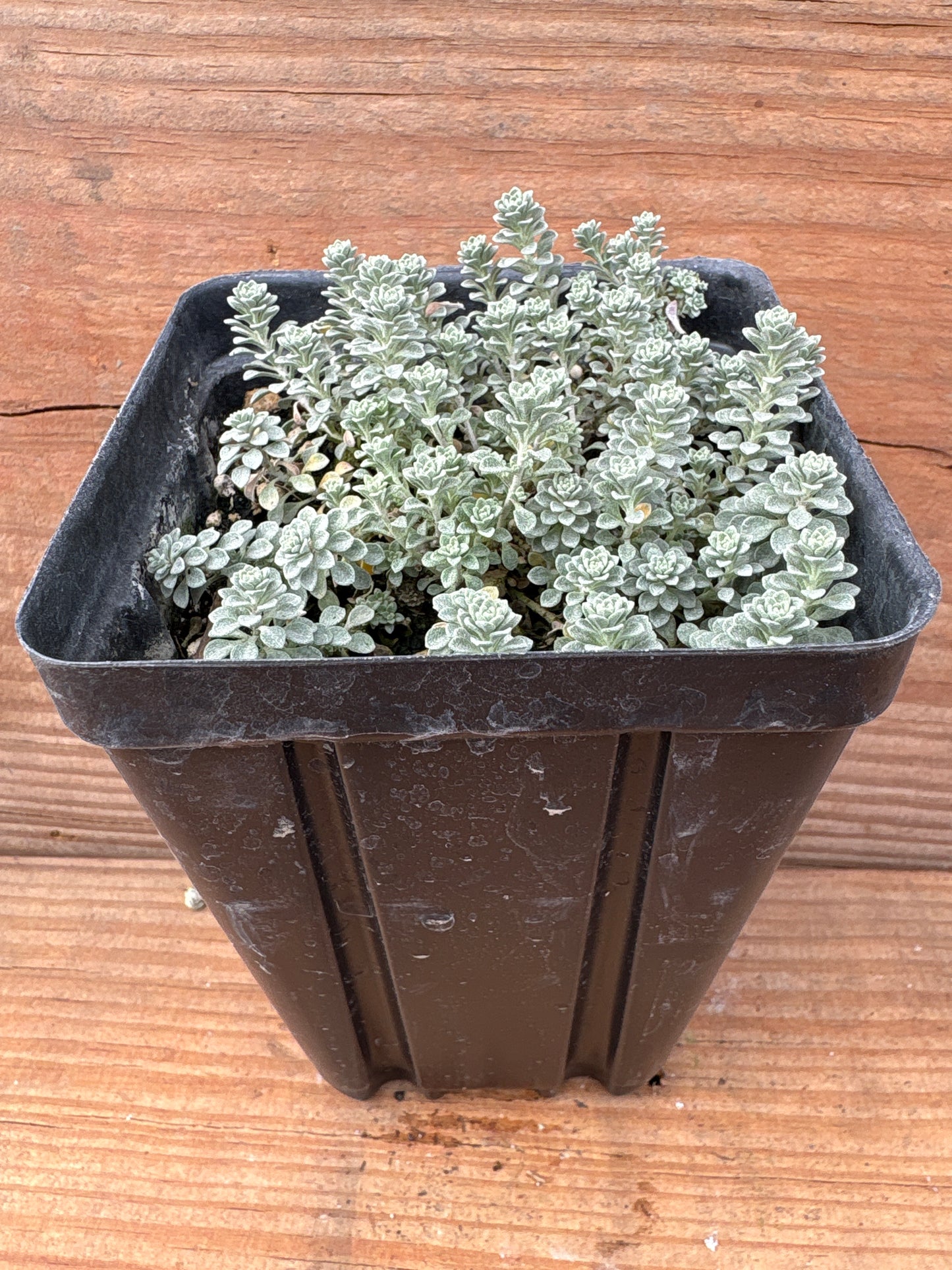 Alyssum oxycarpum