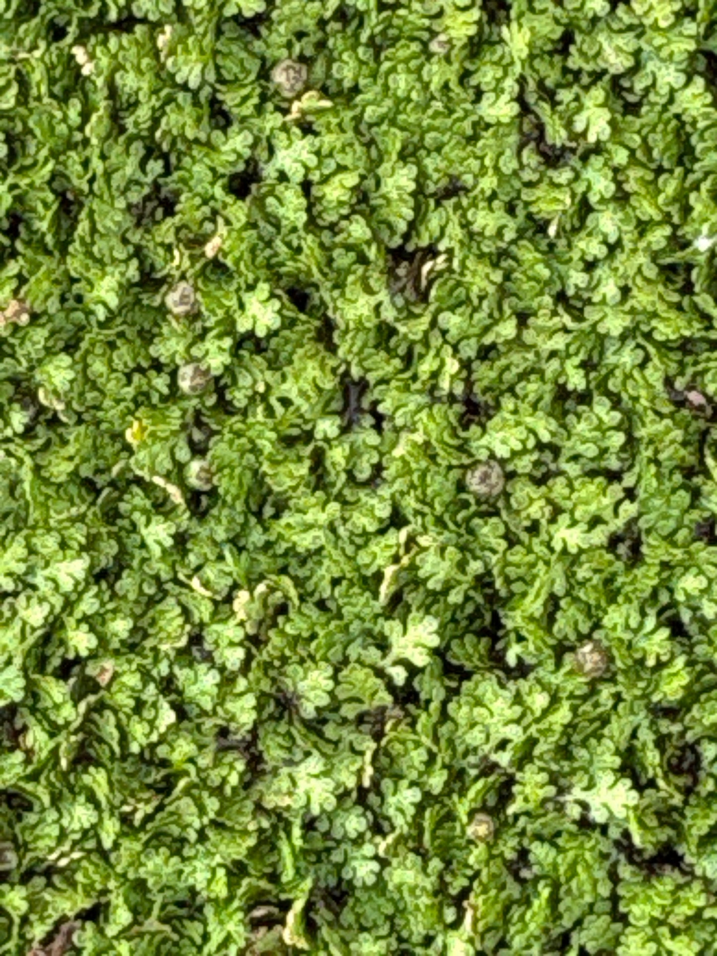 Leptinella gruveri