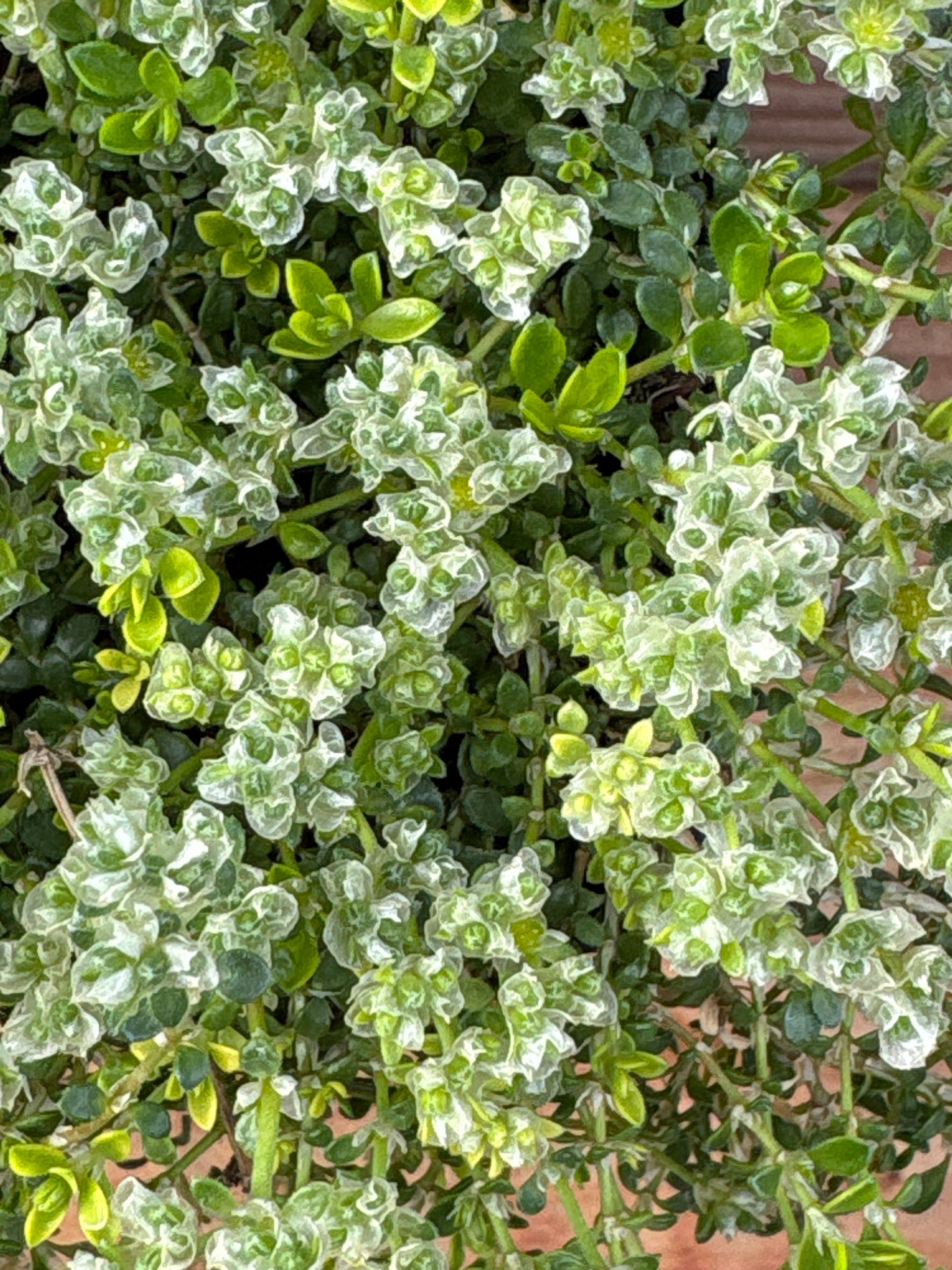 Paronychia kapela ssp. serpyllifolia (Nailwort)