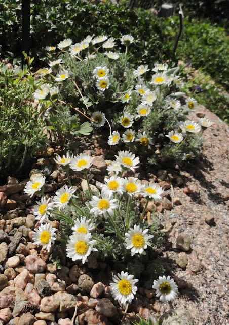Erigeron compositus