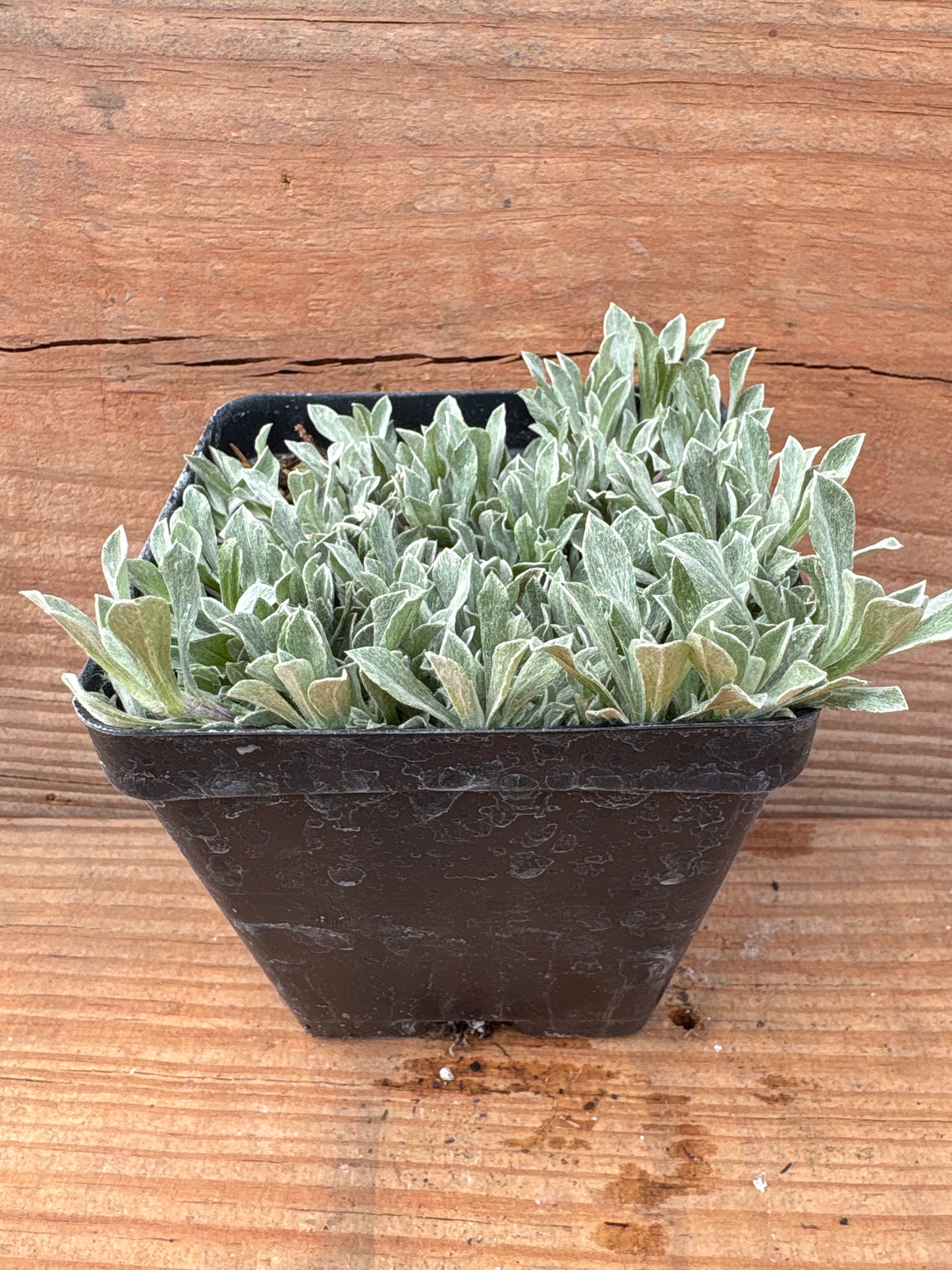 Antennaria dioica ‘Rubra’ (Red Pussytoes)