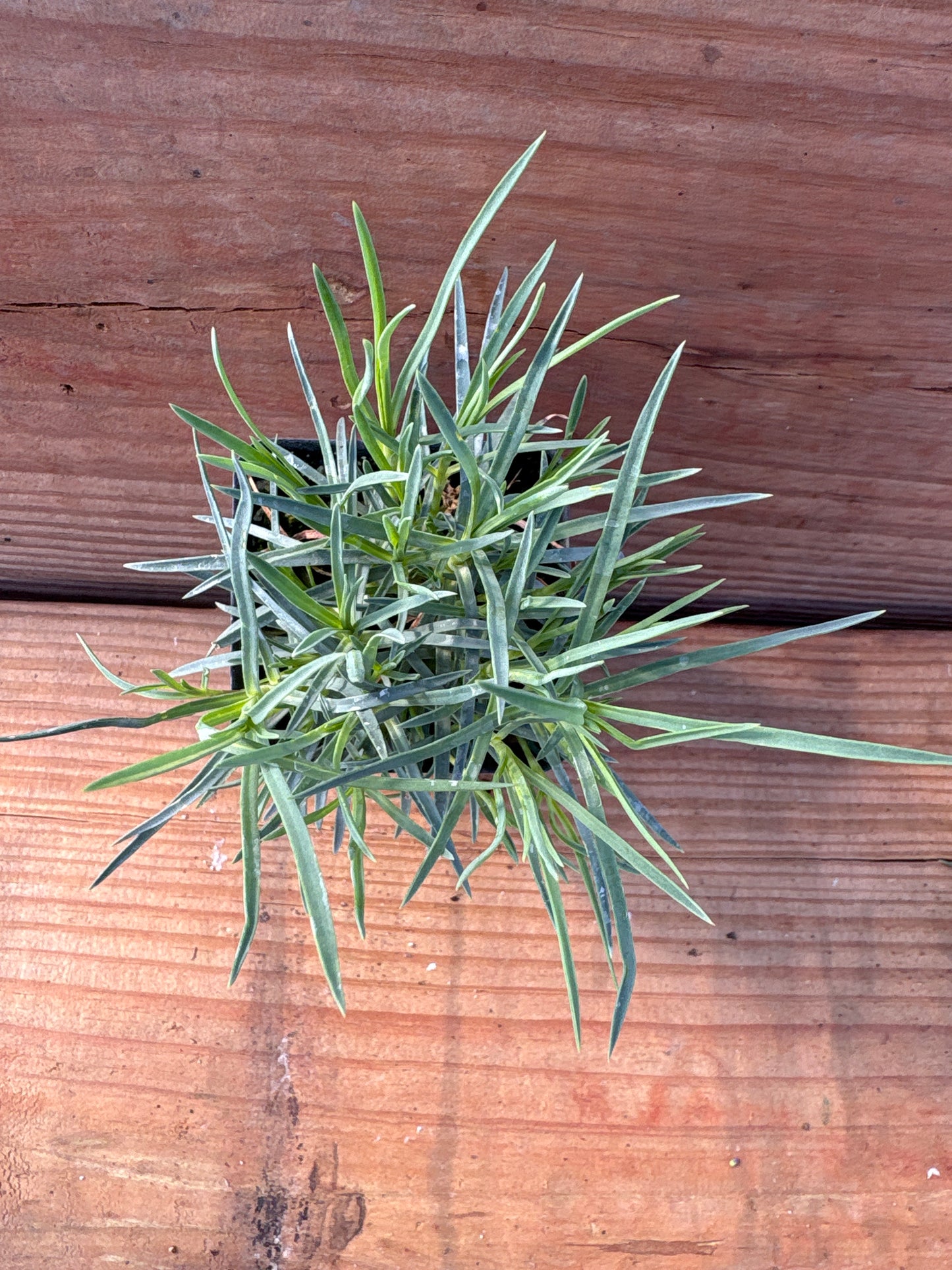 Dianthus plumarius