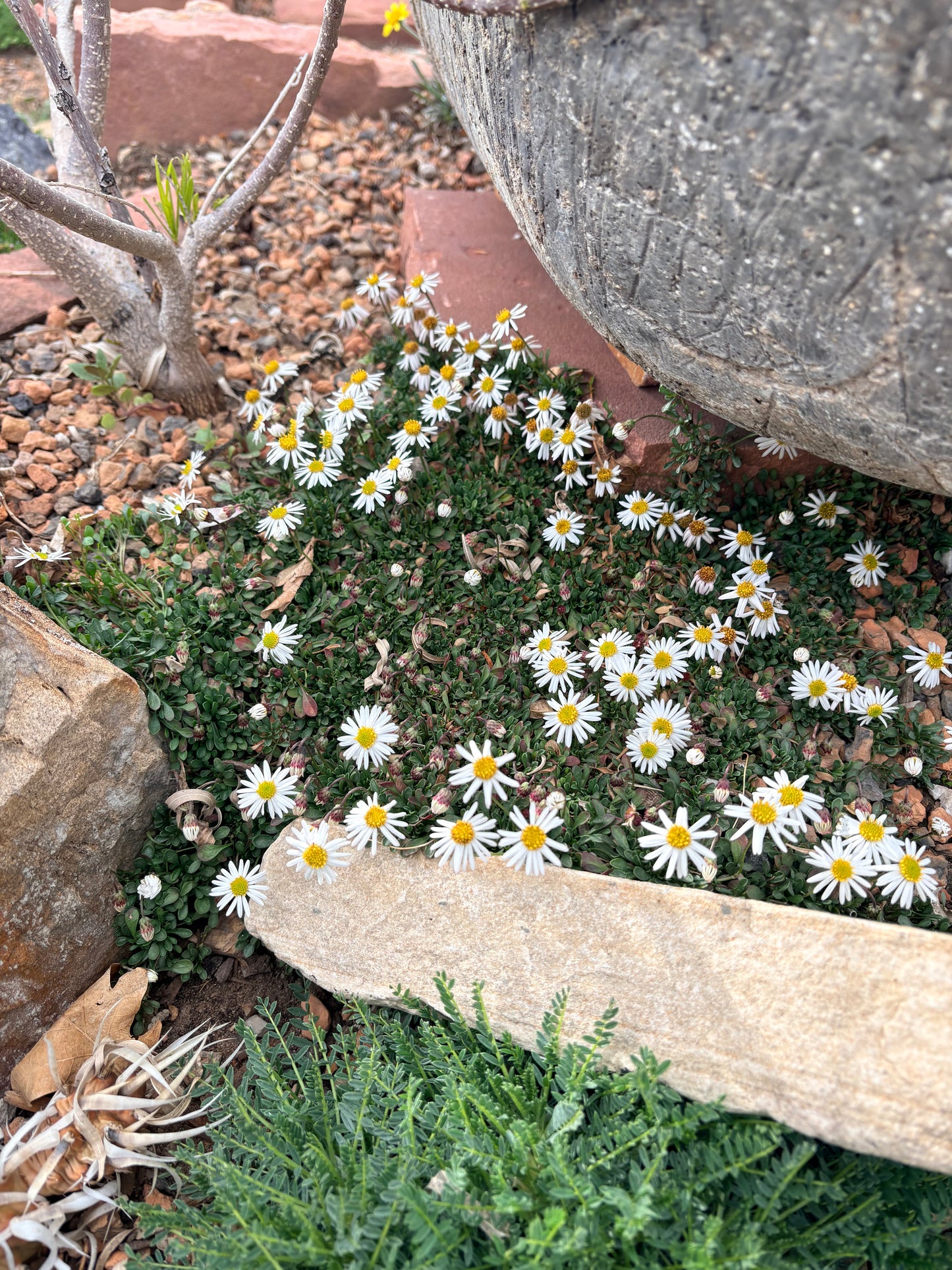 Erigeron scopulinus