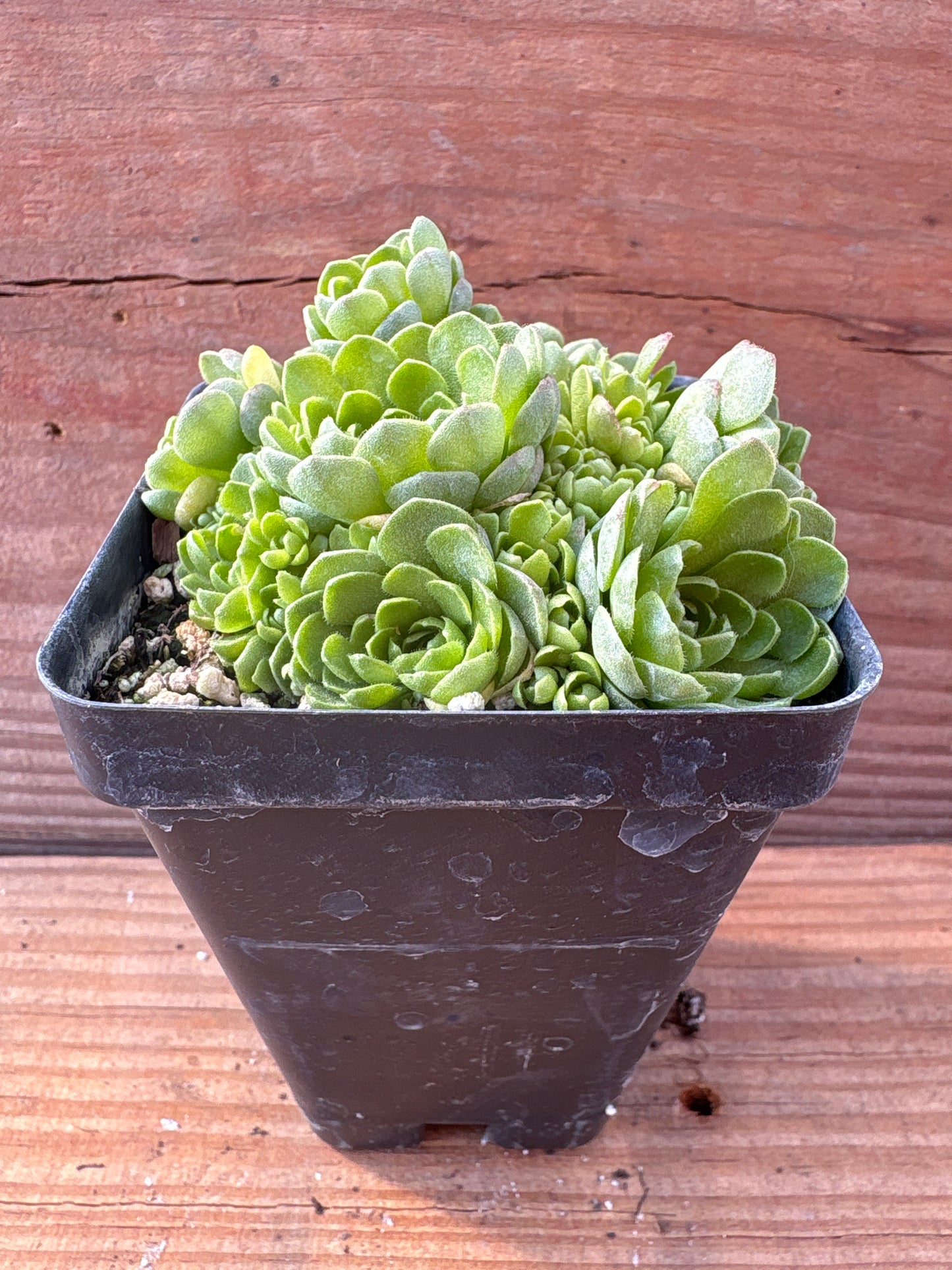 Rosularia muratdaghensis