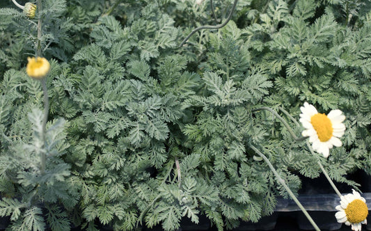 Anthemis tinctoria 'Susanna Mitchell'