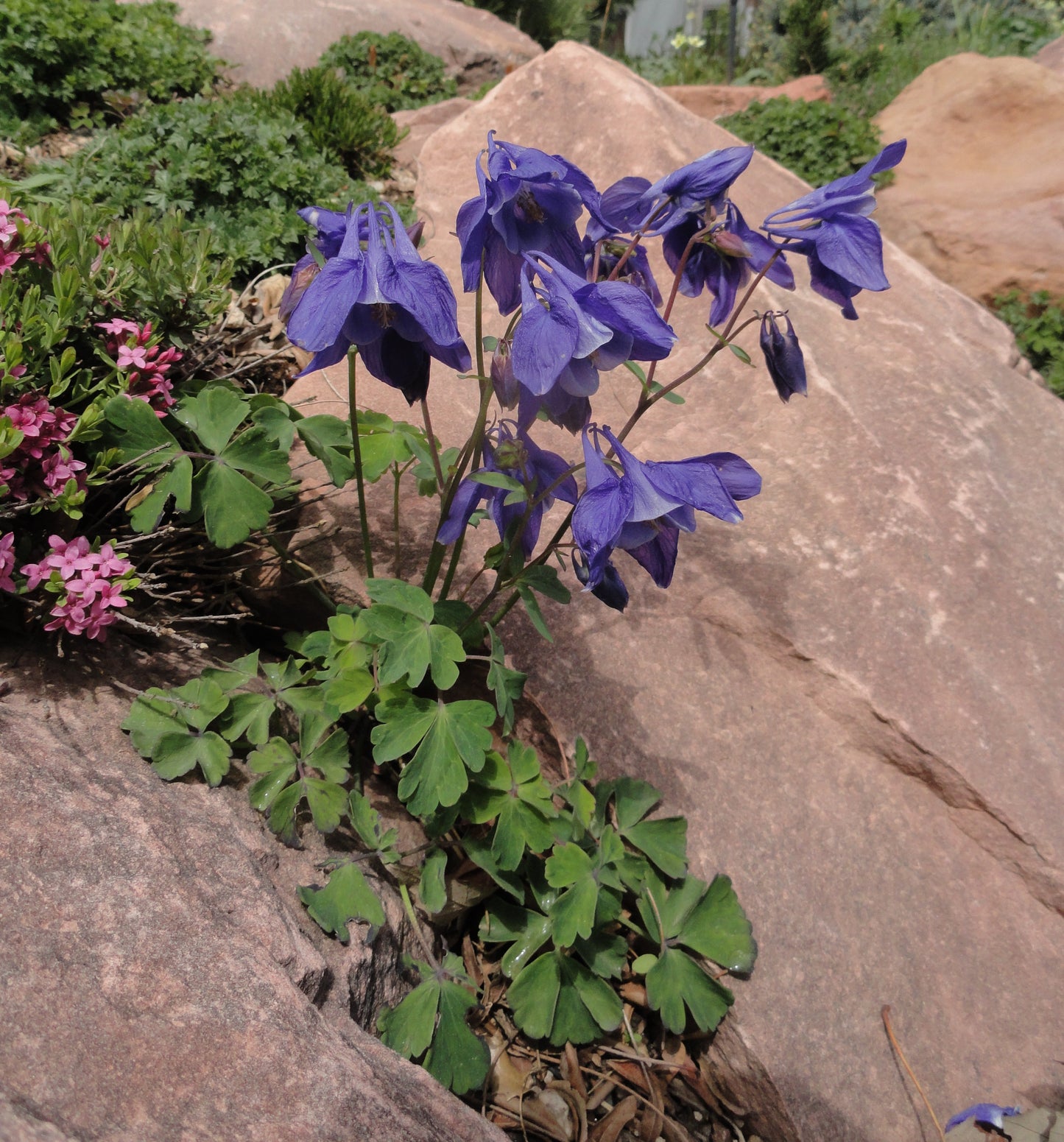 Aquilegia alpina (Blue)
