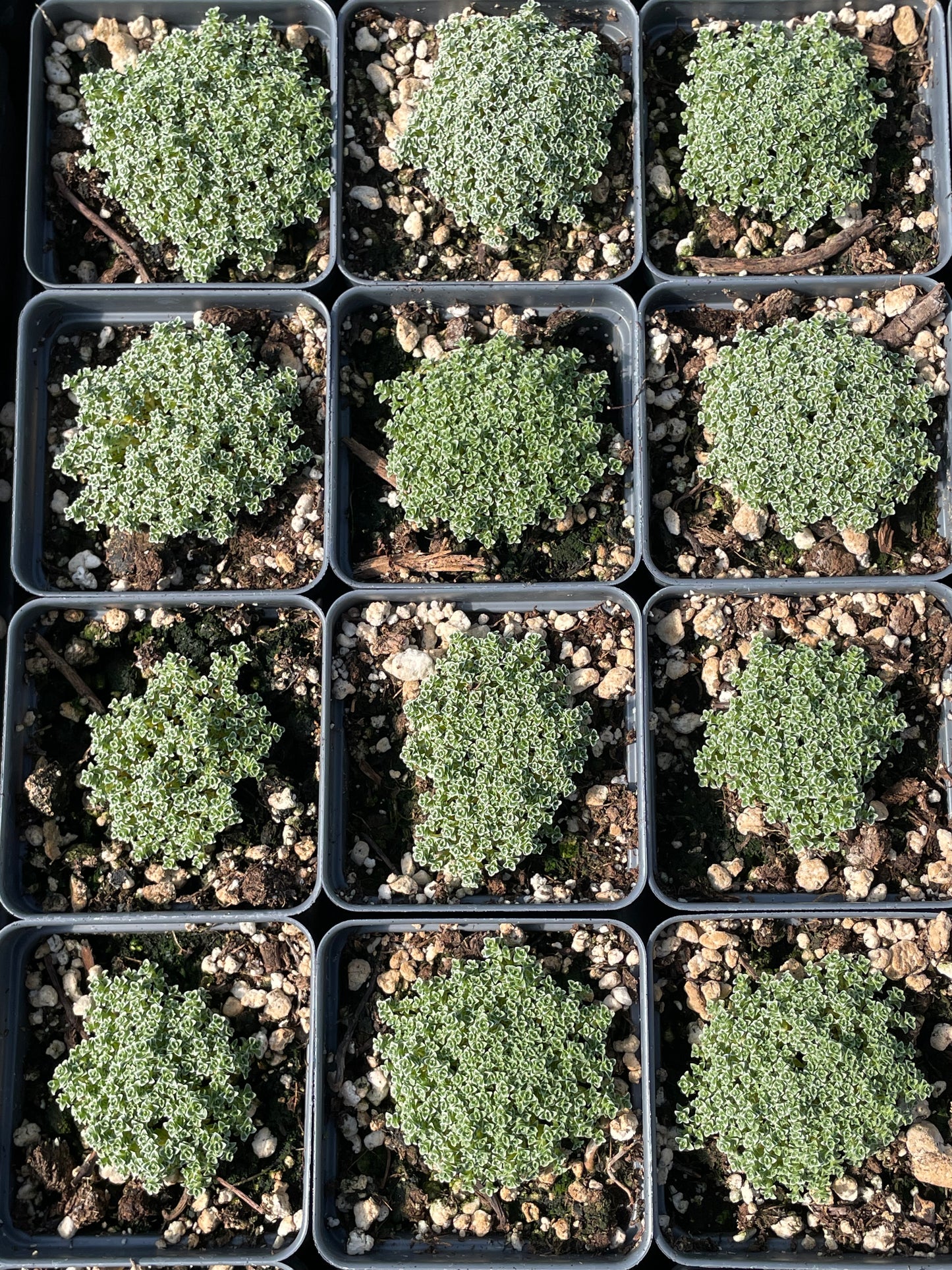 Arenaria alfacarensis