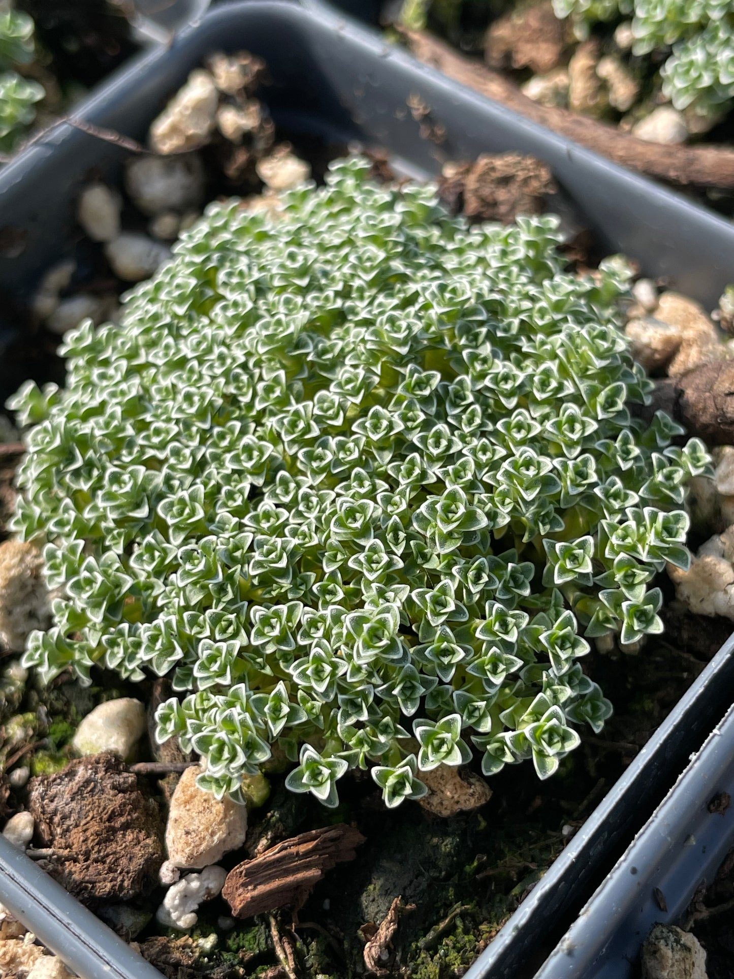 Arenaria alfacarensis