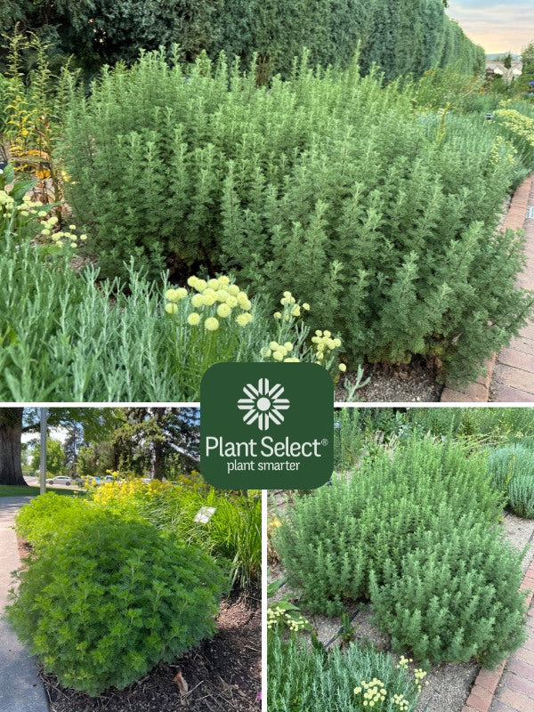 Artemisia ‘Leprechaun’