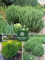 Artemisia ‘Leprechaun’