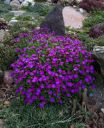 Aubrieta x Axcent™ 'Deep purple'