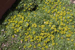 Azorella trifurcata 'Nana' (Bolax)