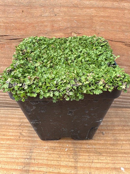 Leptinella gruveri