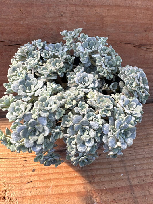 Sedum spathulifolium 'Cape Blanco'