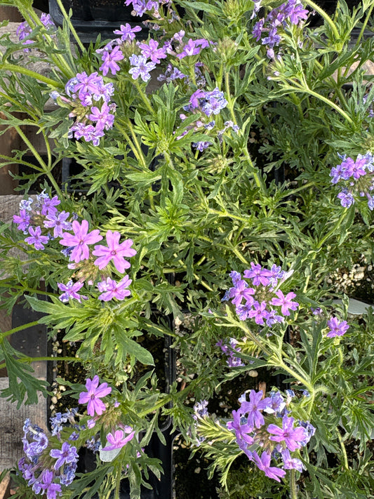 Verbena bipinnatifida Valley Lavender®