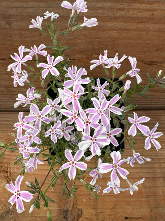 Phlox subulata ‘Candy Stripe’