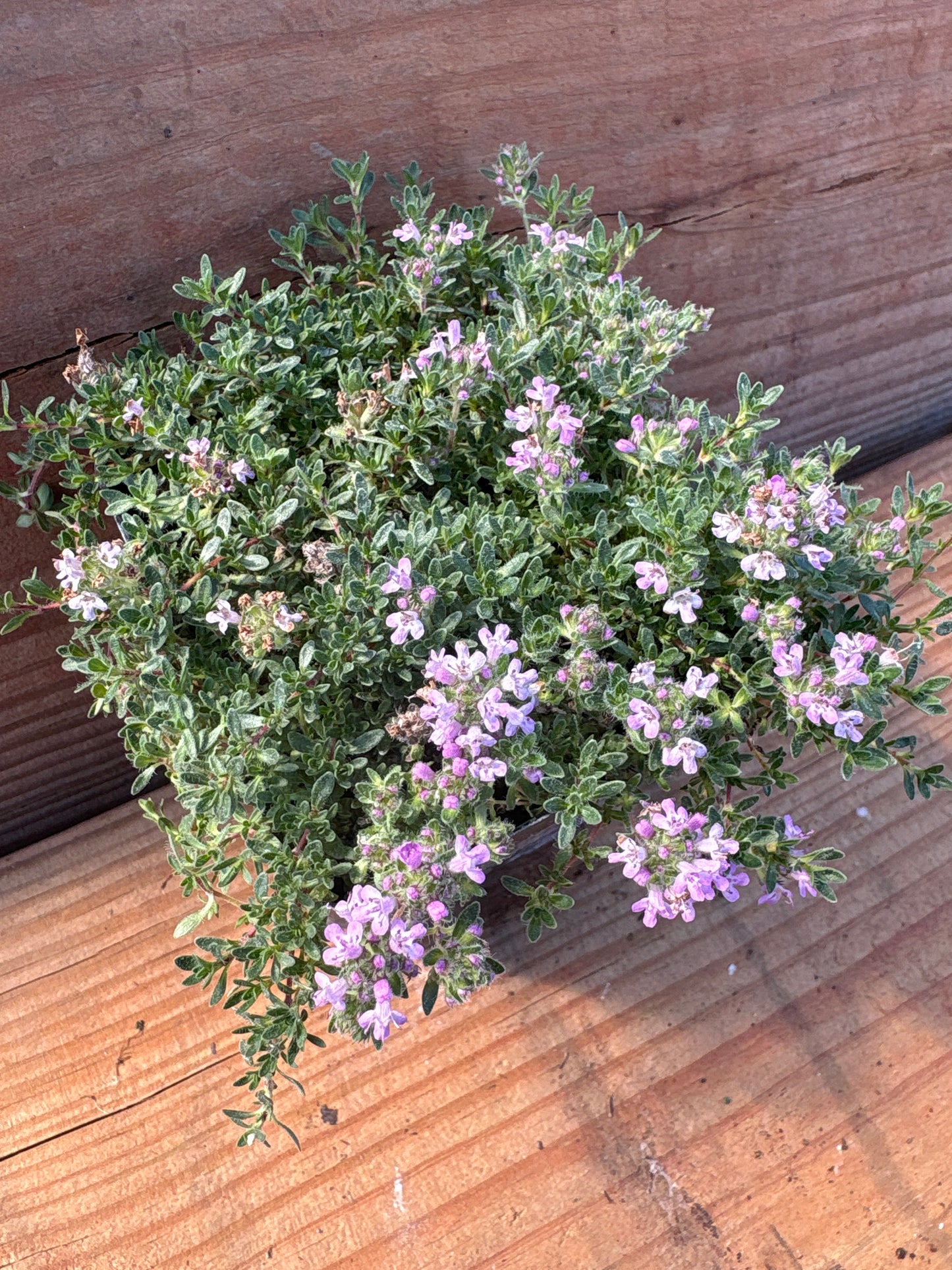 Thymus serpyllum 'Pink Chintz'