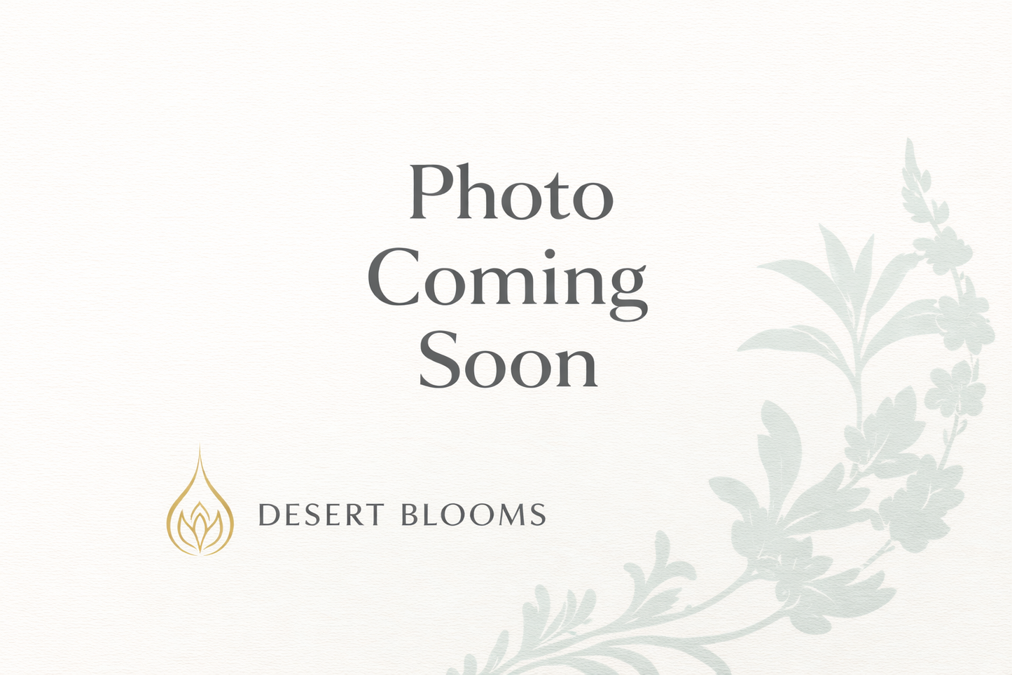 Lewisia cotyledon 'Sunset Strain'