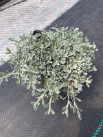 Antennaria McClintock' s Variety (Pussytoes)