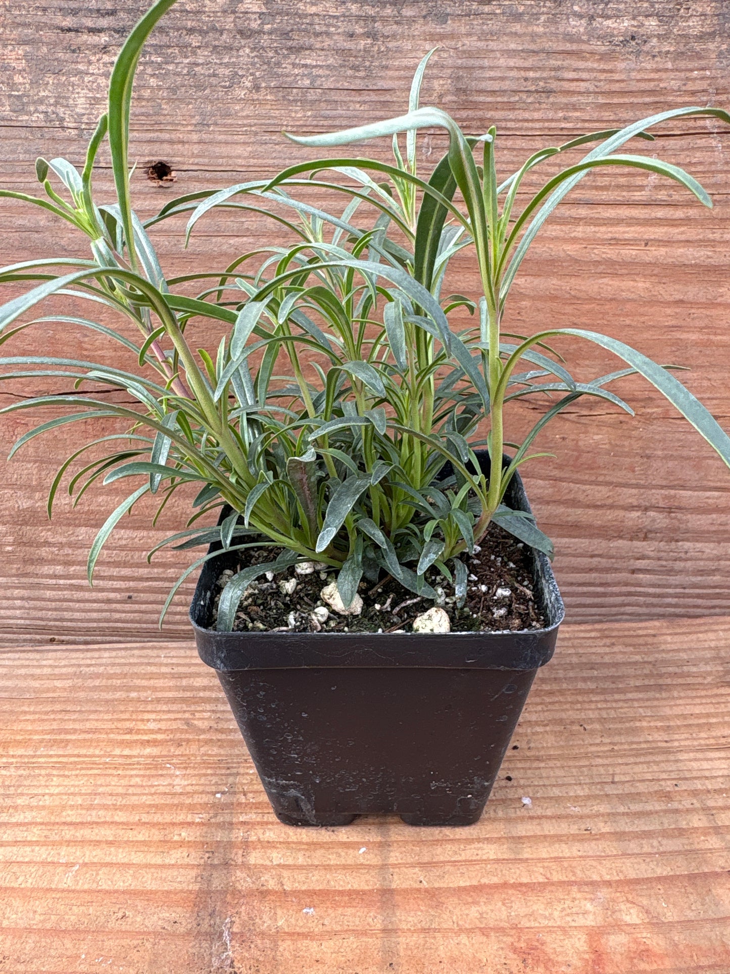 Penstemon heterophyllus 'Electric Blue'