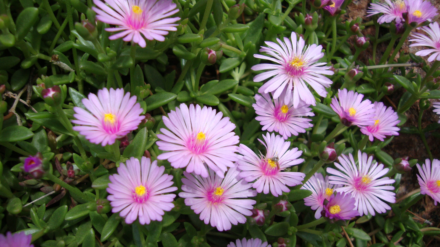 Delosperma 'Carlile Pink'