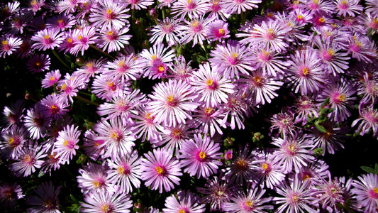 Delosperma 'Carlile Pink'