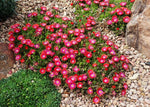 Delosperma Garnet 'Jewel of Desert'
