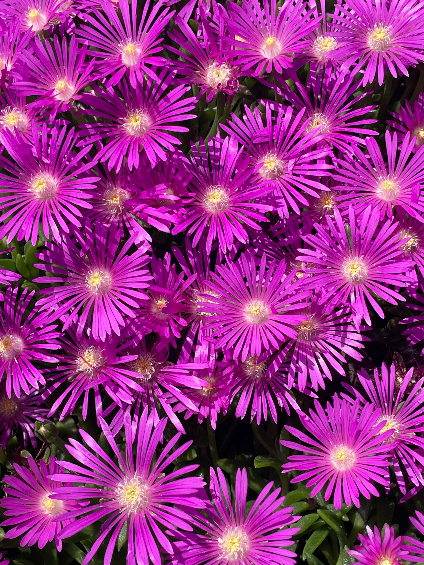 Delosperma cooperi
