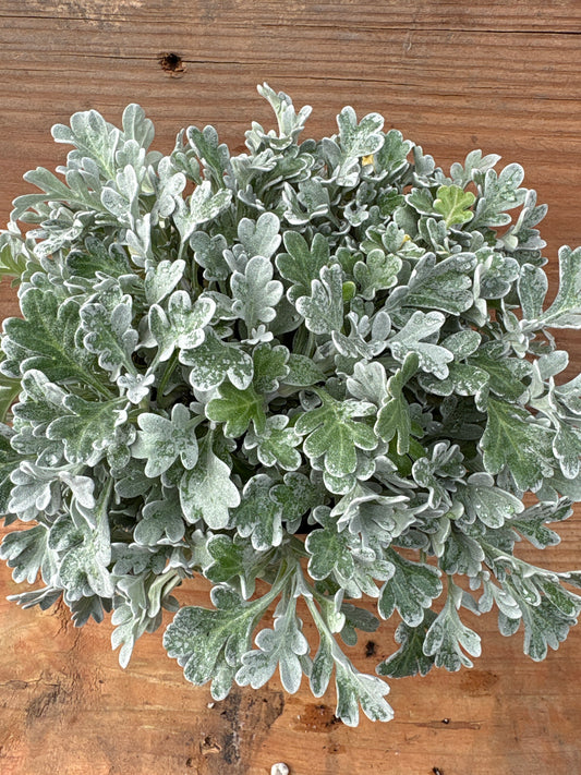 Artemisia stelleriana ‘Silver Brocade’