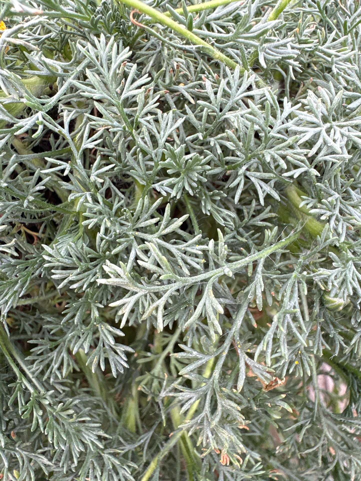 Cotula 'Tiffindell Gold'