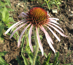 Echinacea pallida pale purple