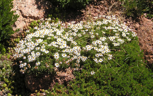Erigeron scopulinus