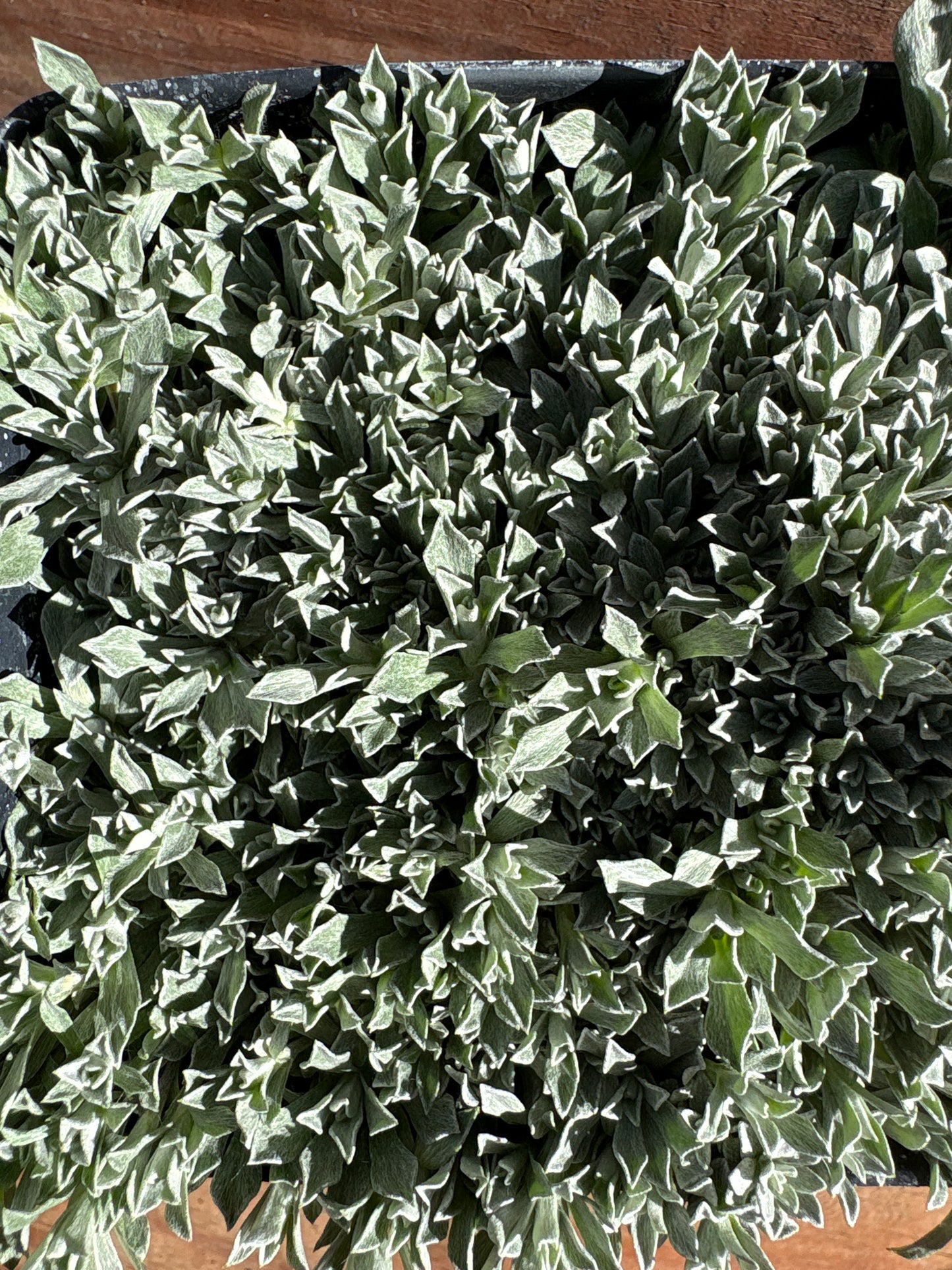 Anaphalis alpicola