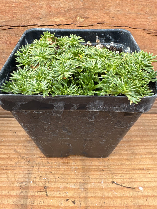 Azorella trifurcata 'Nana' (Bolax)