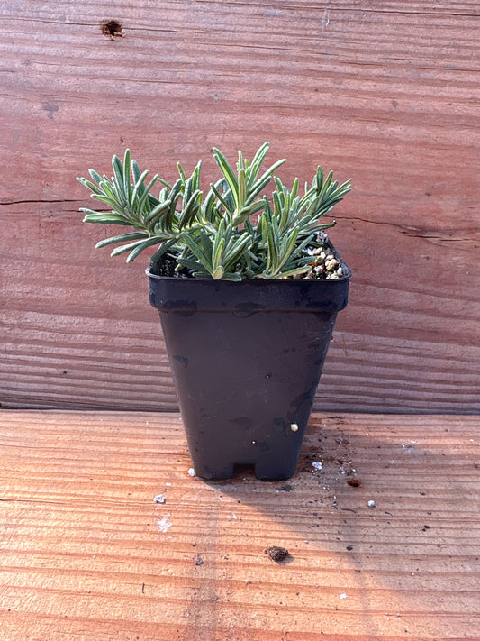 Teucrium cossonii