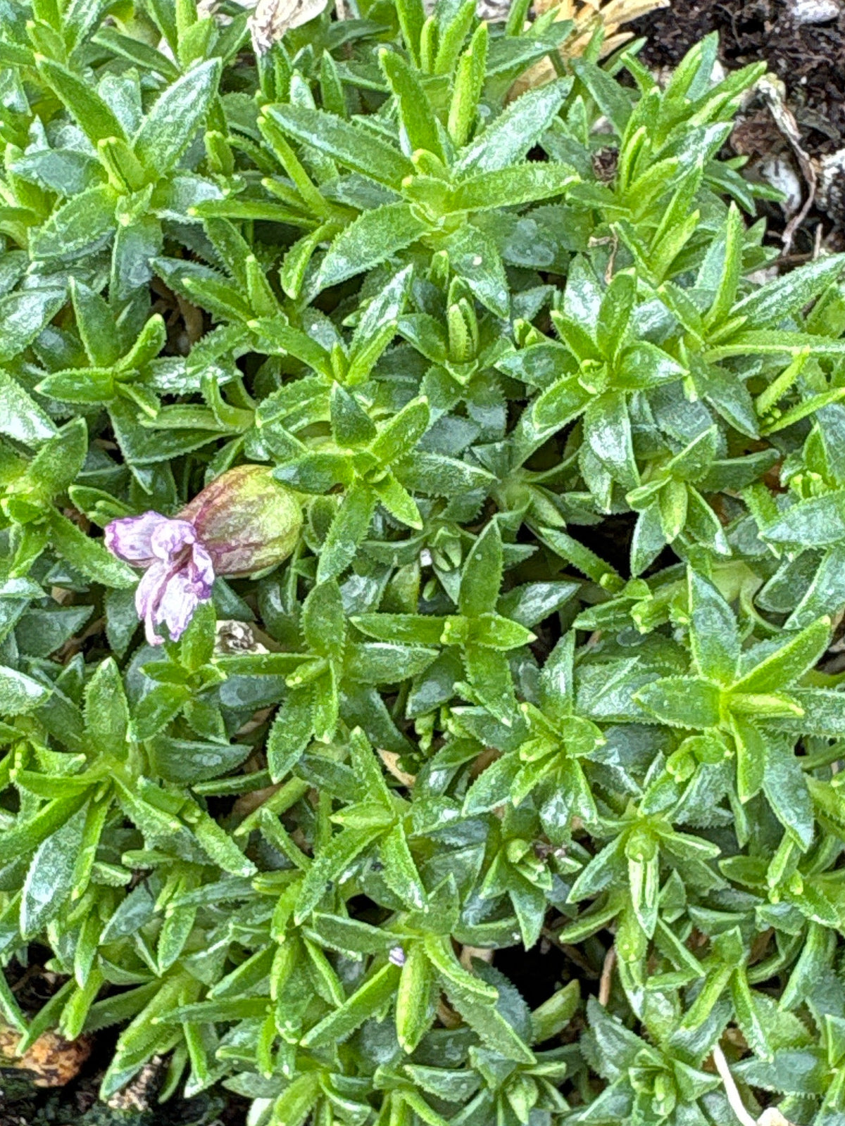 Silene acaulis 'Pedunculata'